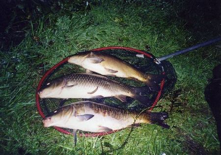 common carp fish. house hair common carp fish.